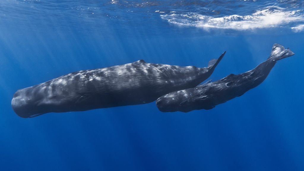 Sperm Whale Pods