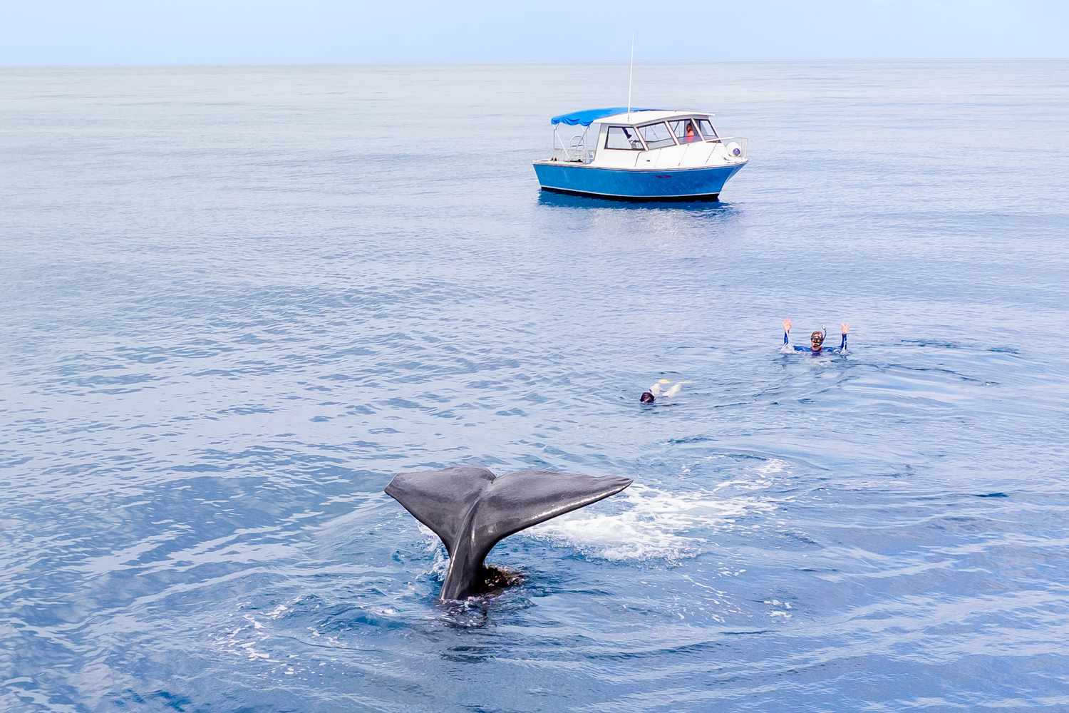 Mauritius Sperm Whale Watching