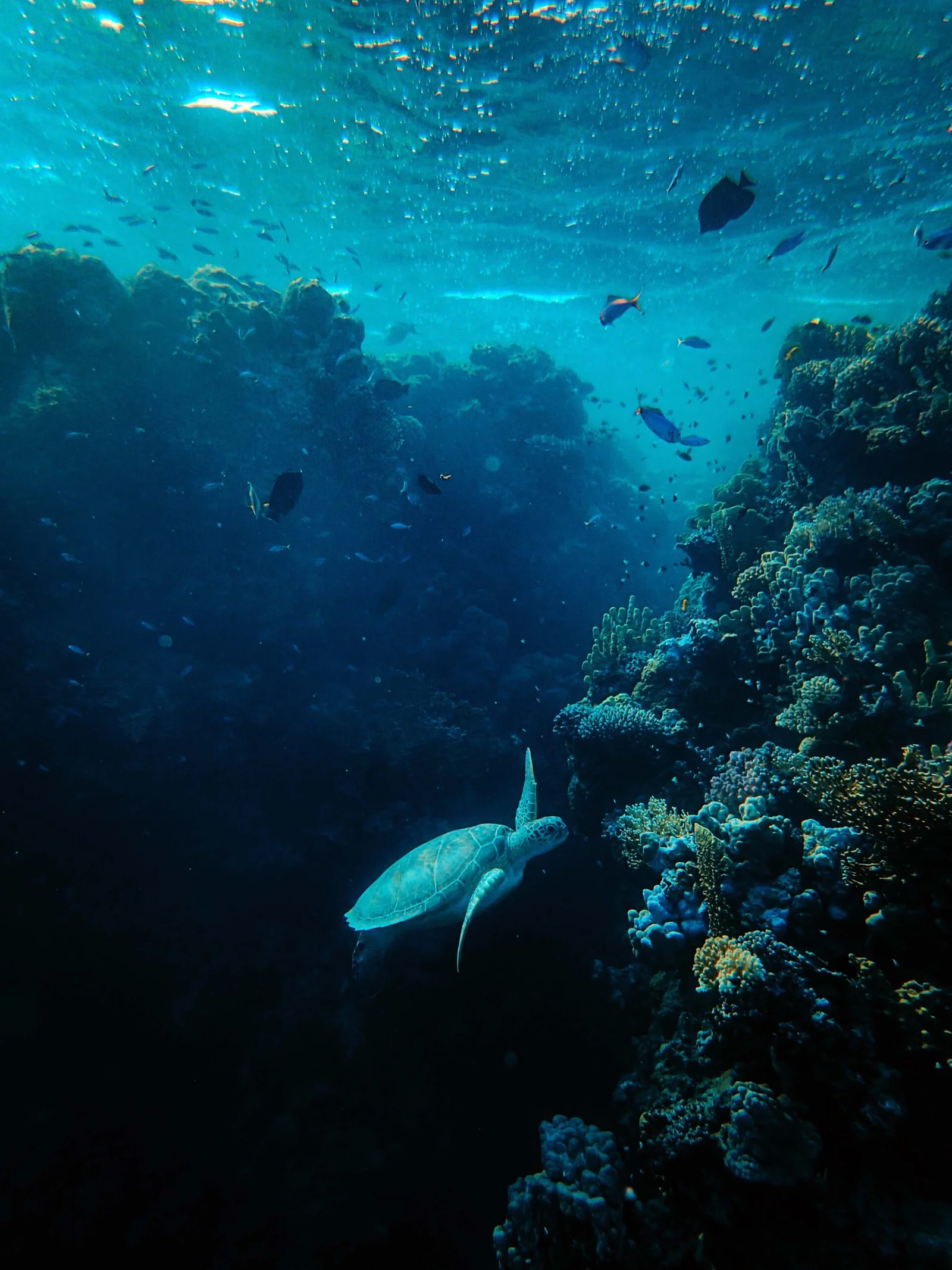 Indian Ocean Marine Life