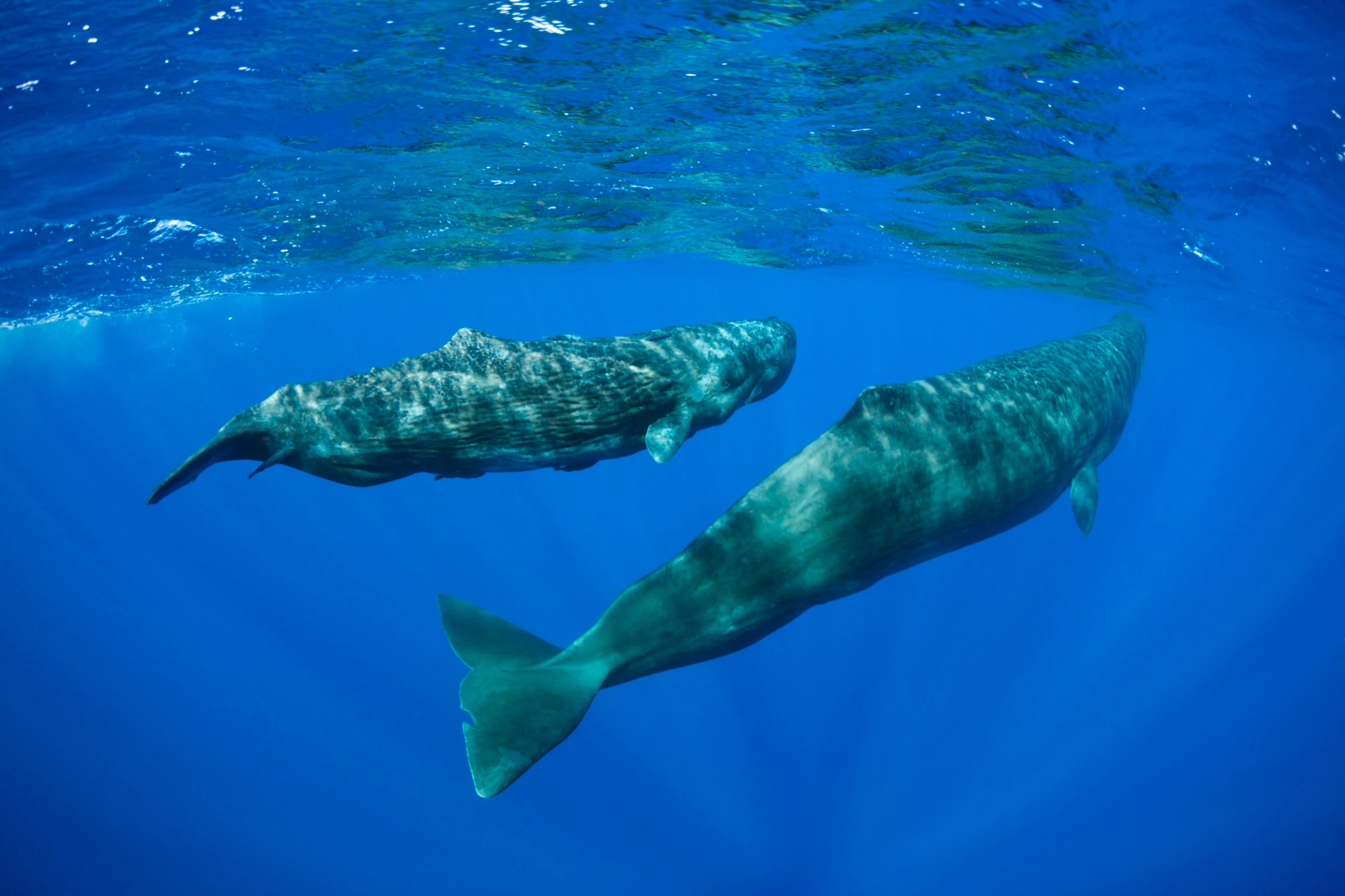 Whale Watching Tamarin Mauritius
