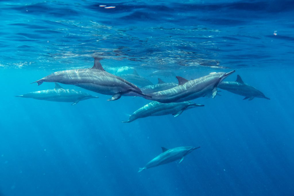 Dolphin and Whale Watching Tour Mauritius