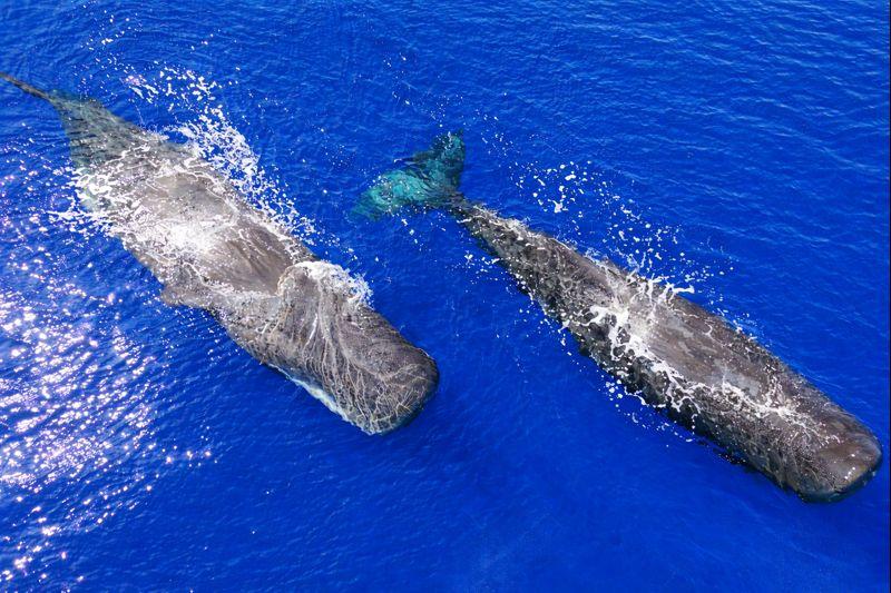 Private Whale Watching Mauritius