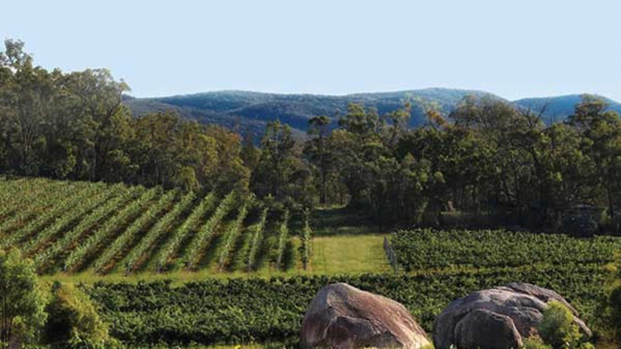 Vineyard Lookout
