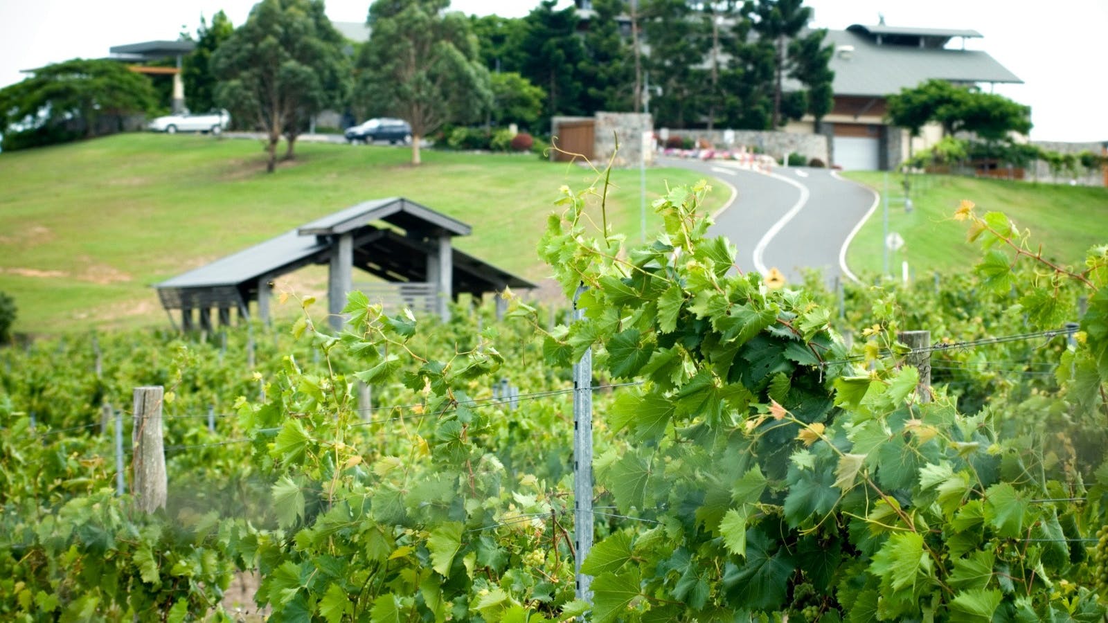 Vineyard Grounds