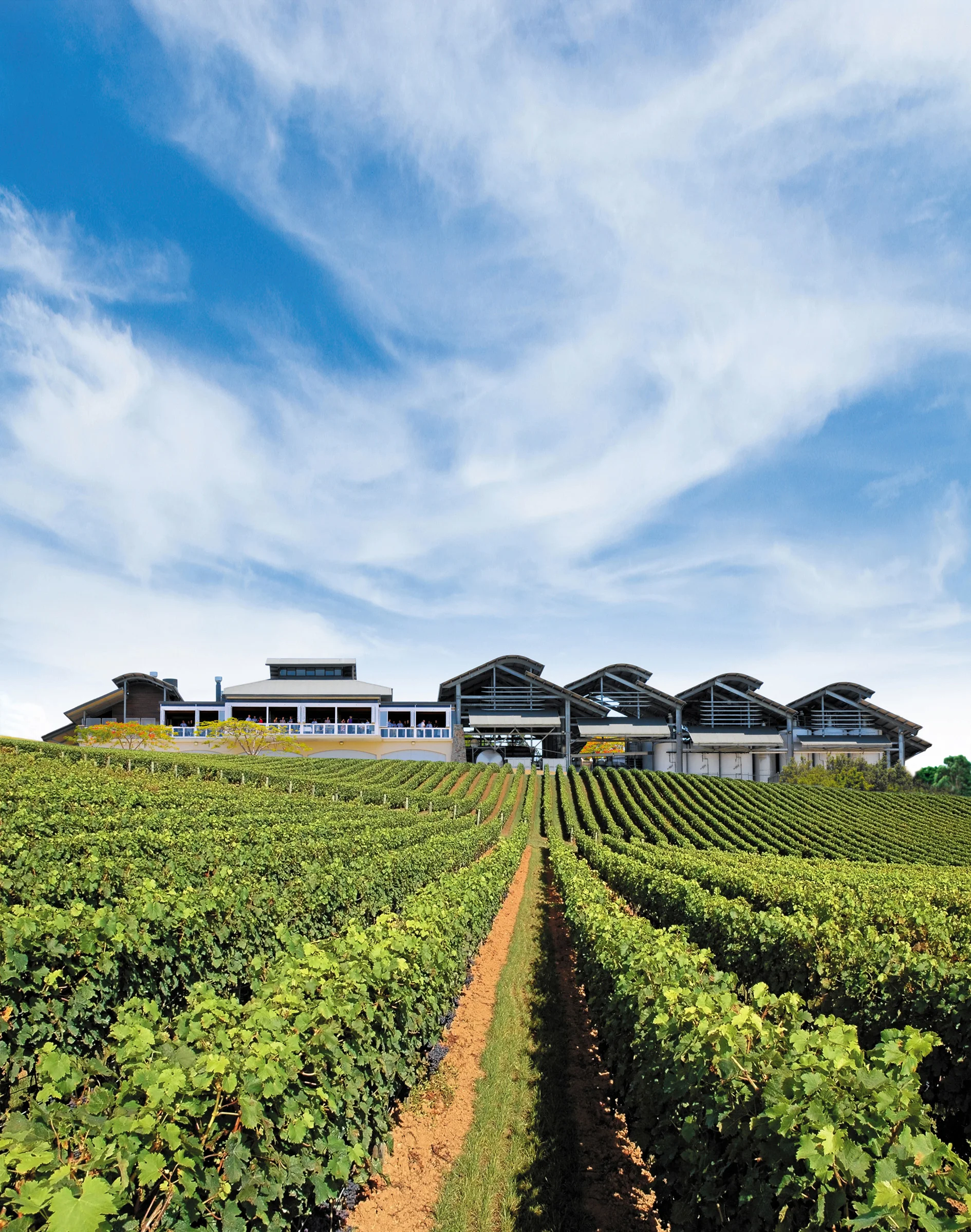 The Vineyard Rows