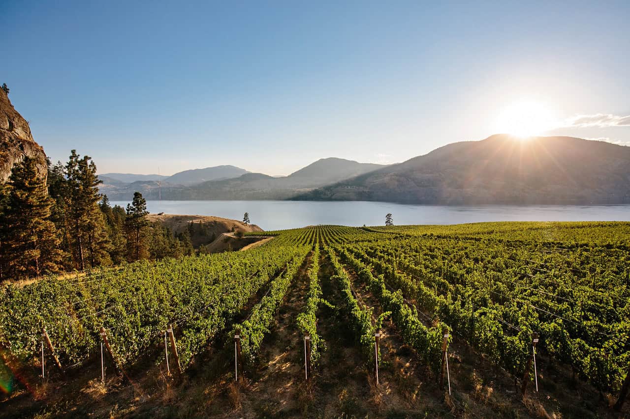 Cedar Creek Estate Vineyard Terrace
