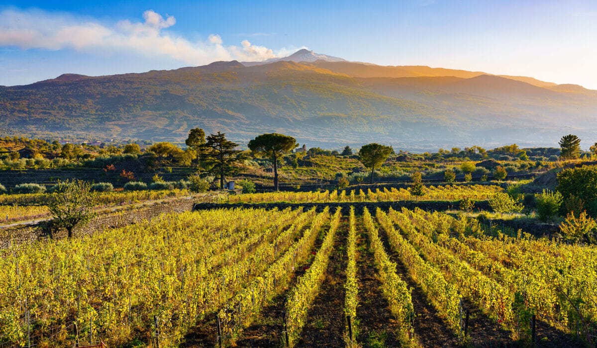 Sicily Wine Tasting Etna