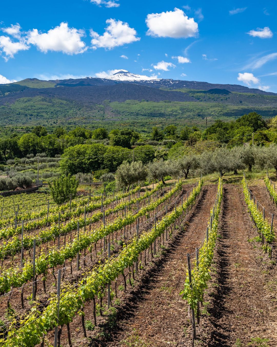 Etna Vineyard Rows