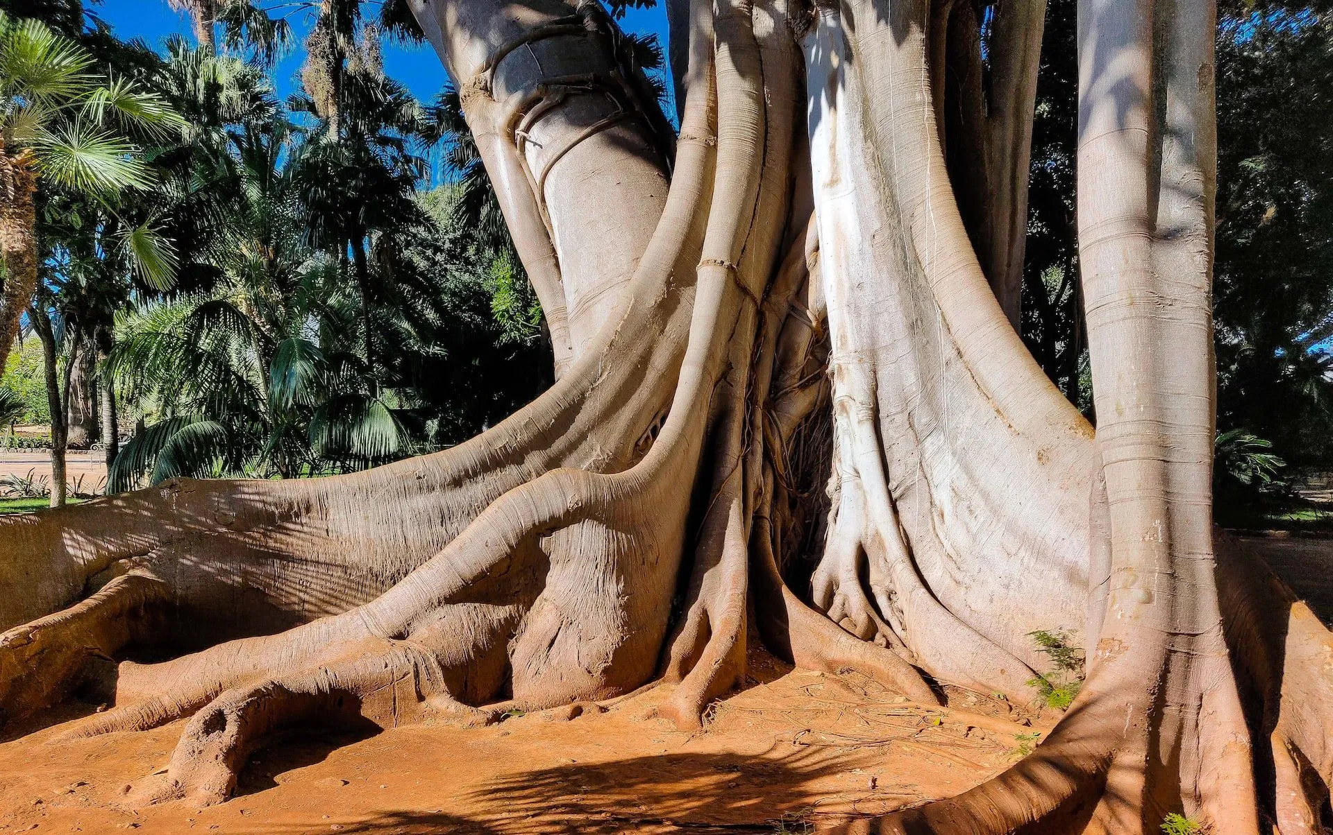 Orto Botanico di Palermo