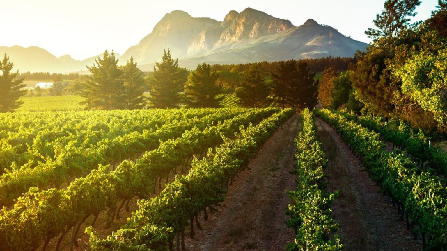 Glen Carlou Vineyards