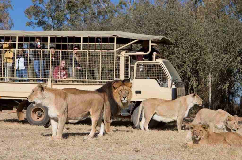 Drakenstein Lion Park