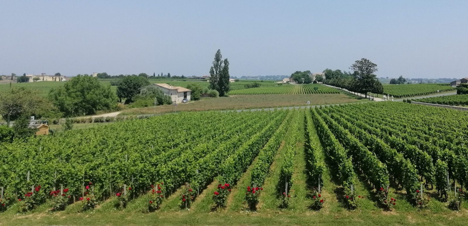 Vineyard Terraces at Villemaurine