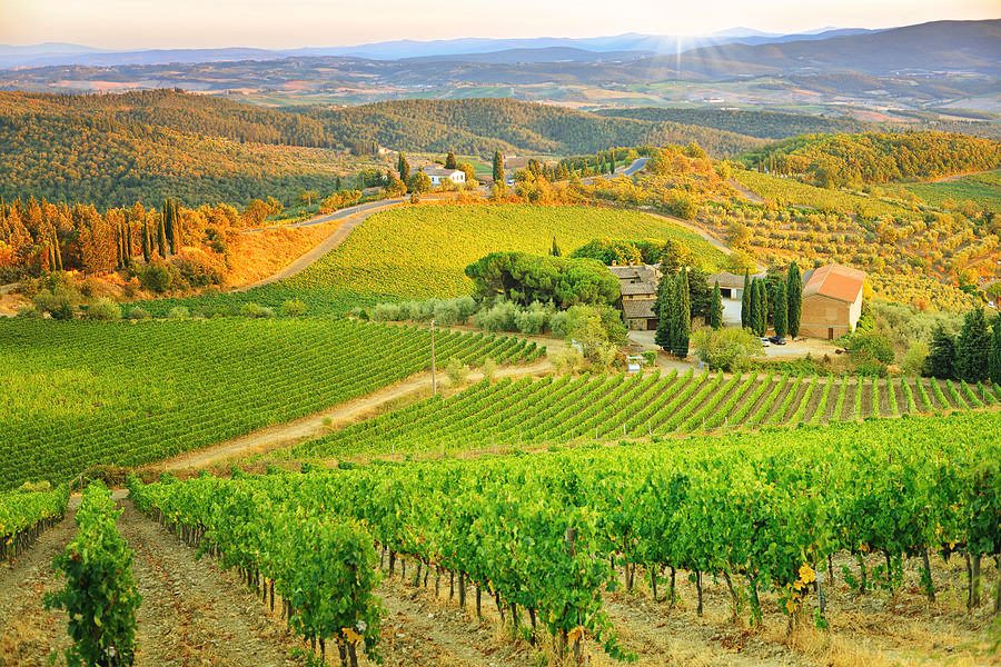 Wine Tasting