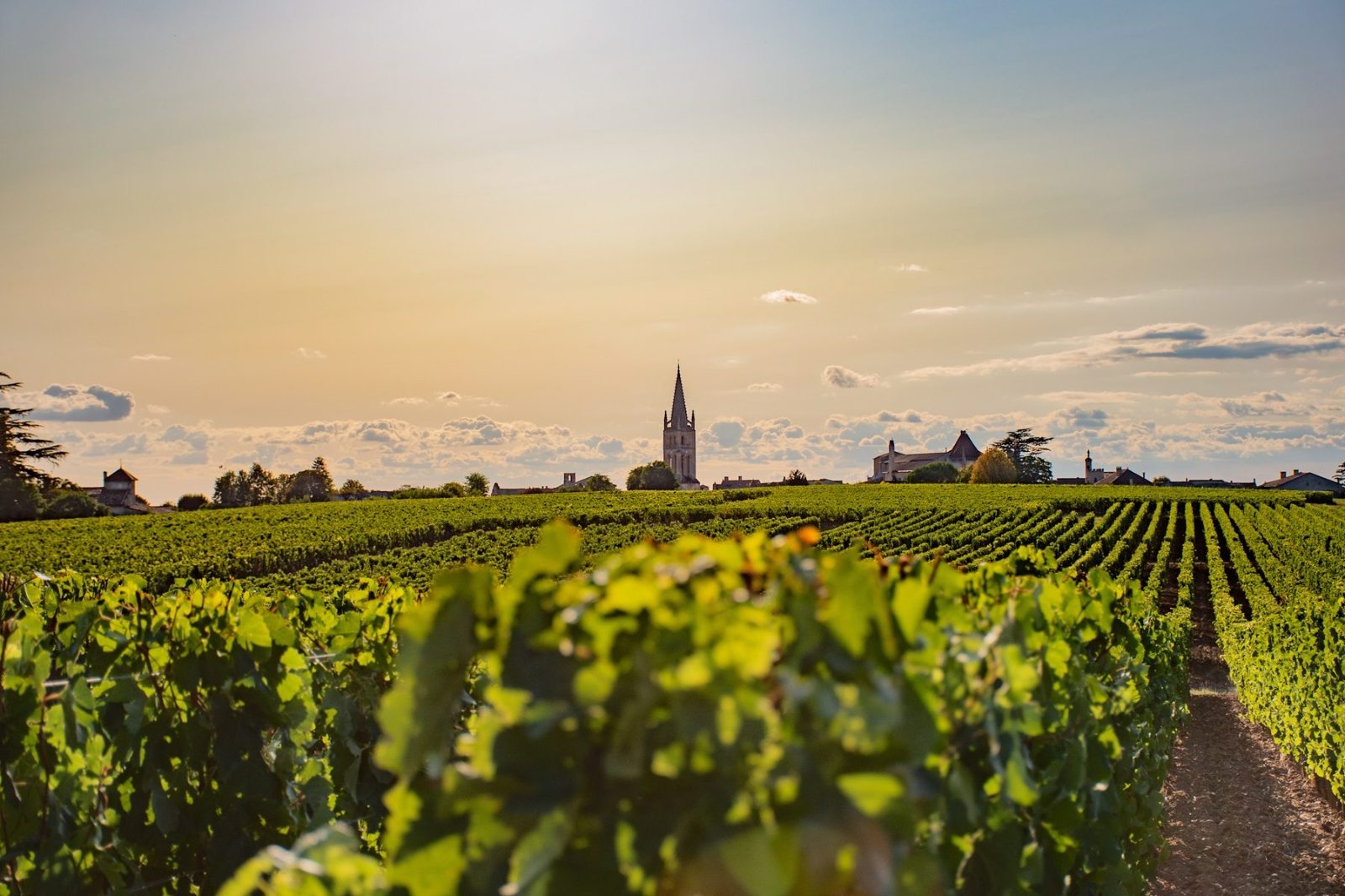 Vineyard slopes near the village