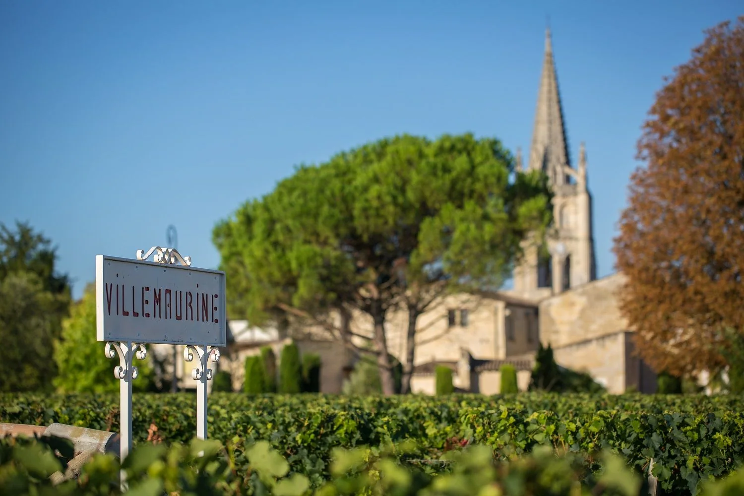 Vineyard path near Château Villemaurine