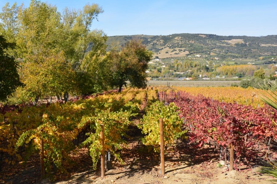 Vineyard Rows Panorama