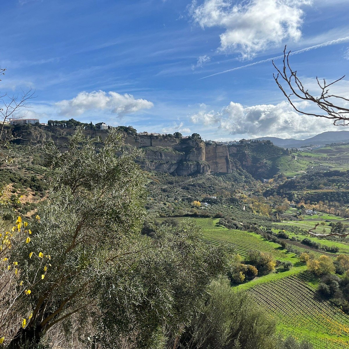 Vineyard Outlook