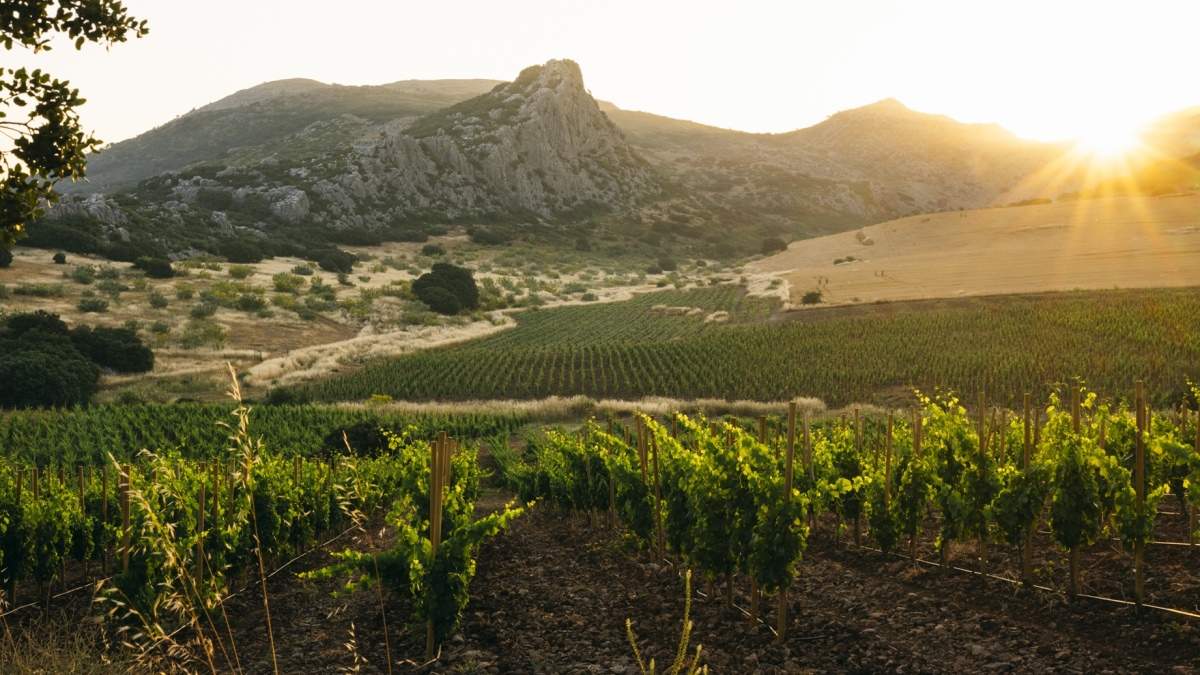 The Vineyard Horizon Line