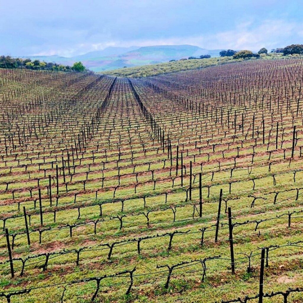 Vineyard Terrace