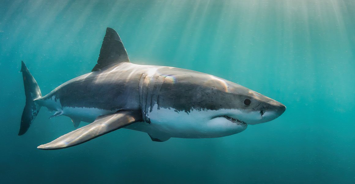 Great White Shark Territory