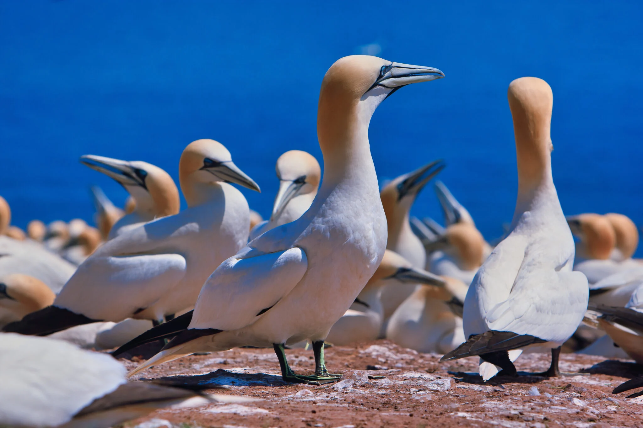 Marine Bird Life
