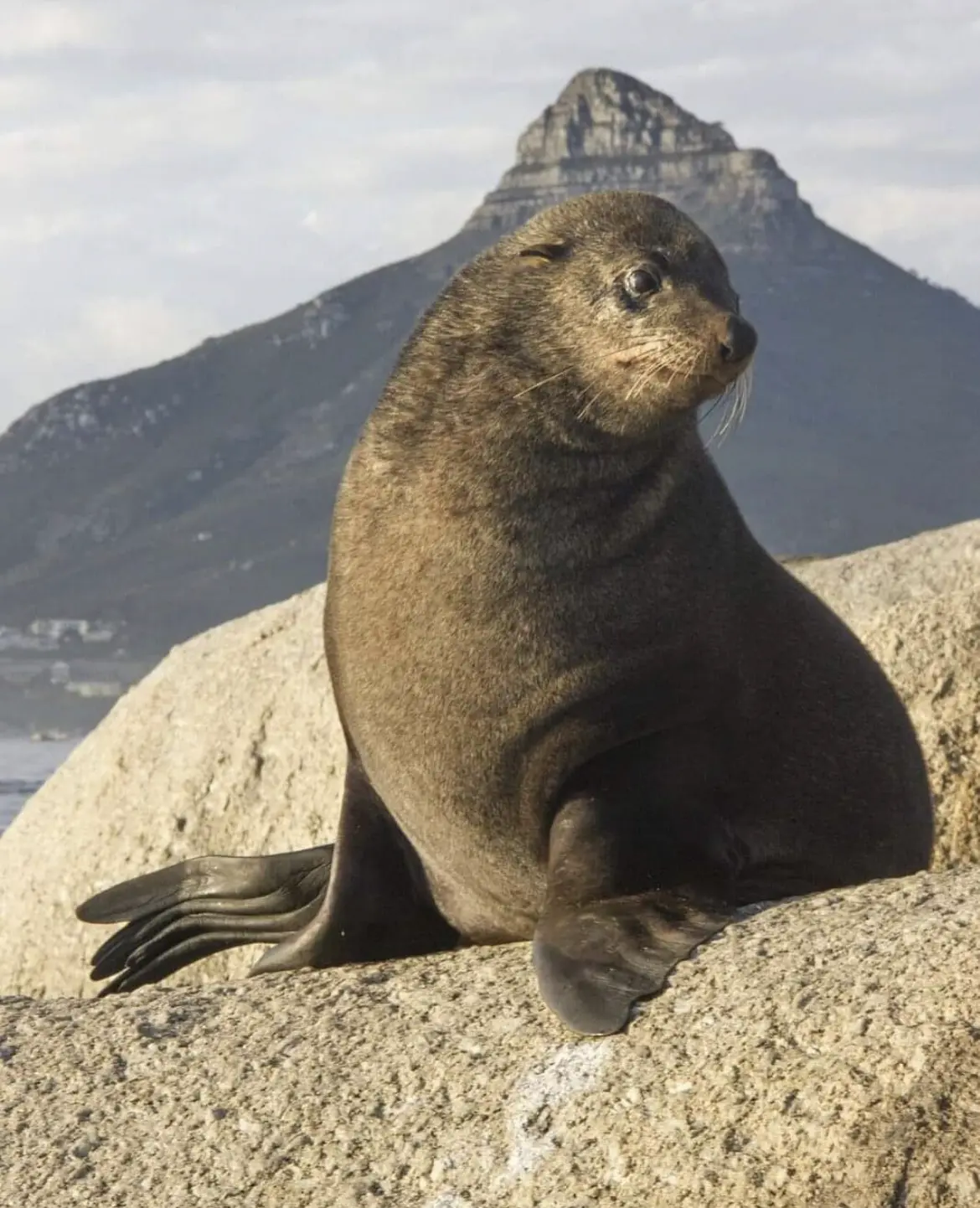 Cape Fur Seal Colony