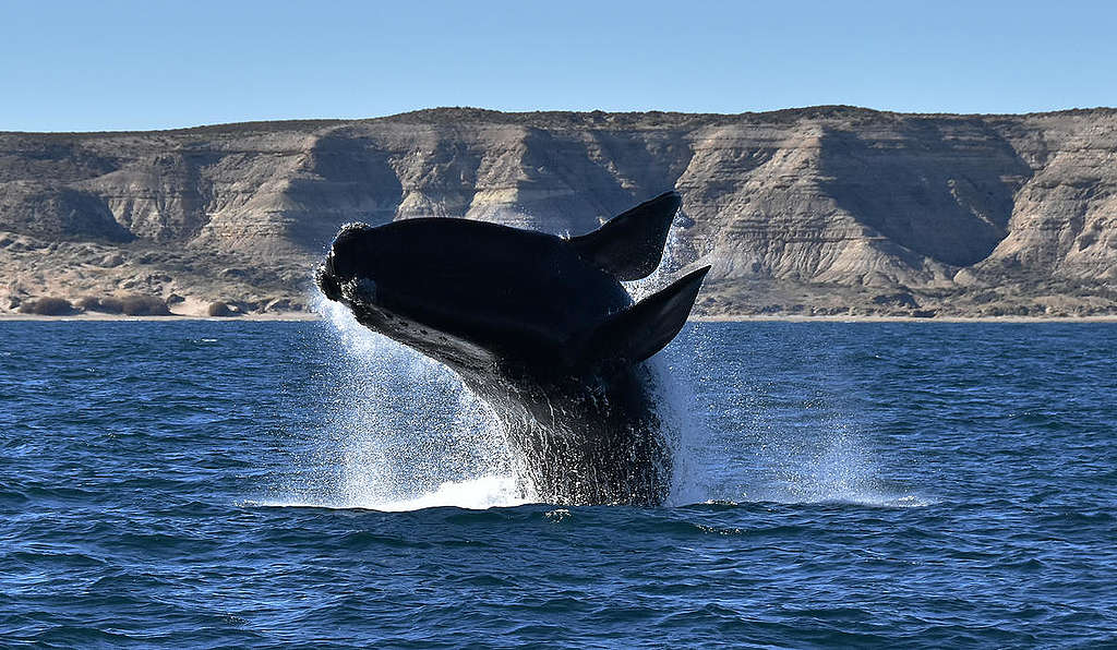 Southern Right Whales