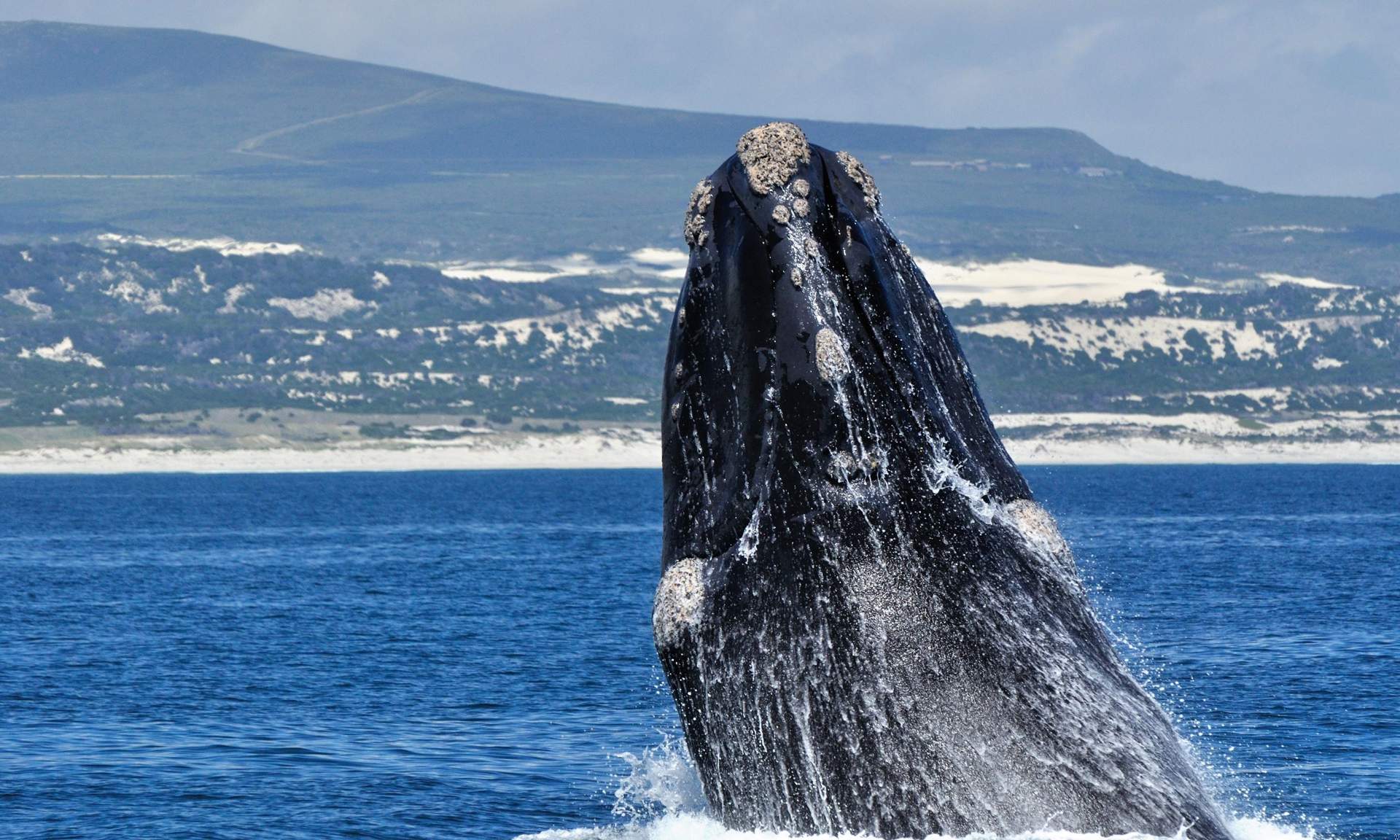 Whale Watching Gansbaai Prices