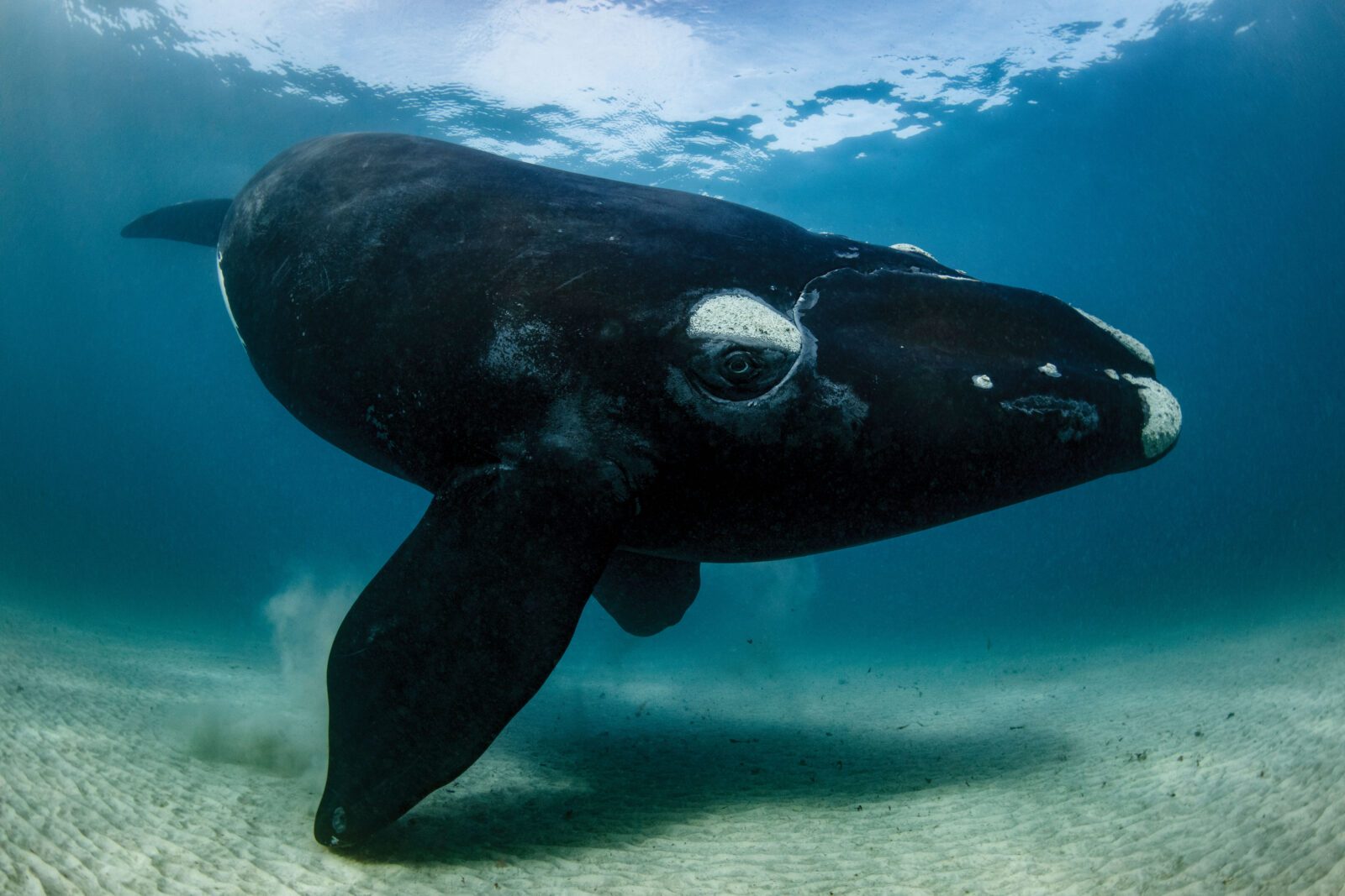 Southern Right Whales