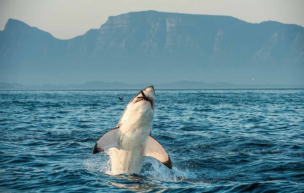 Marine Big Five