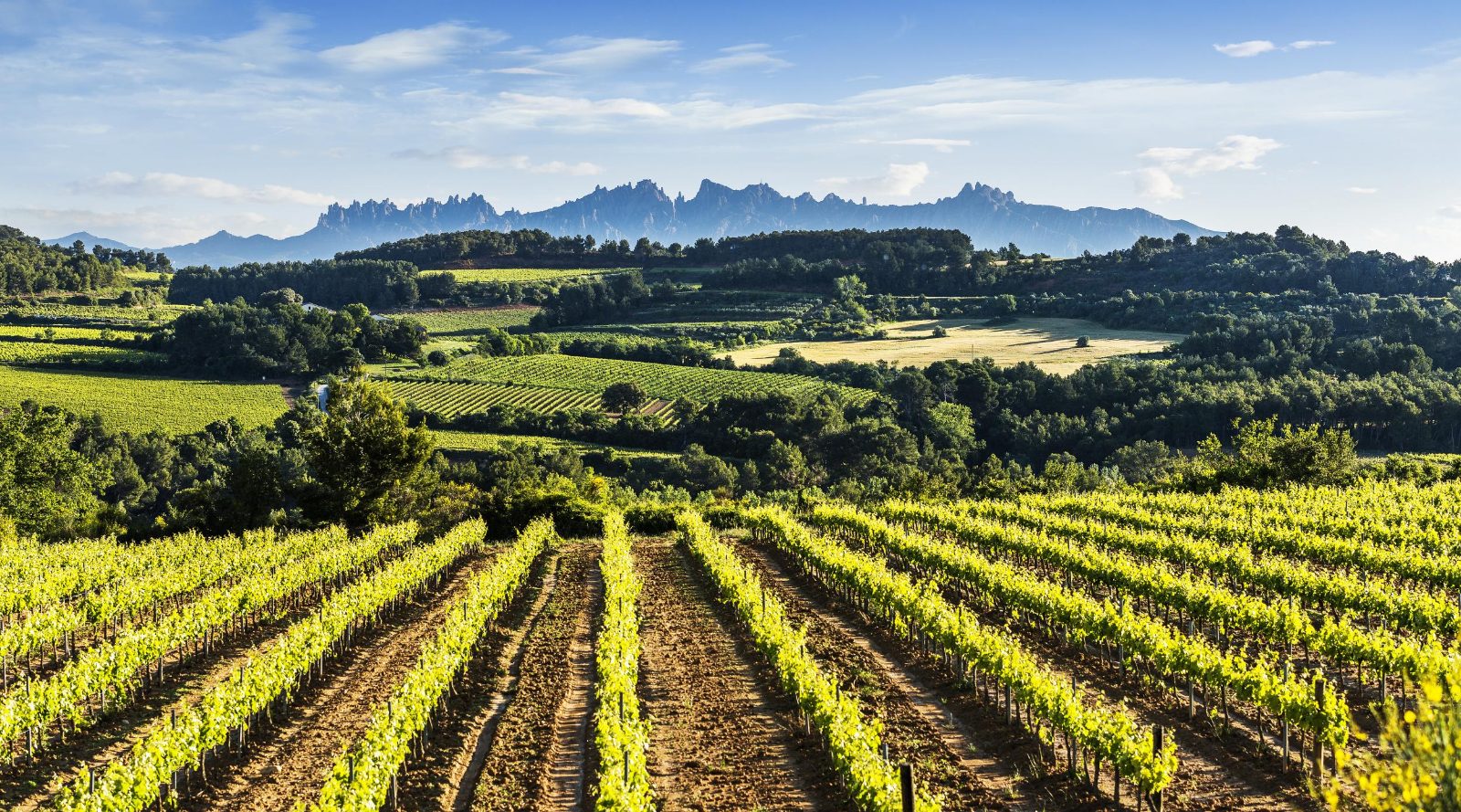 Penedès Vineyard Terraces
