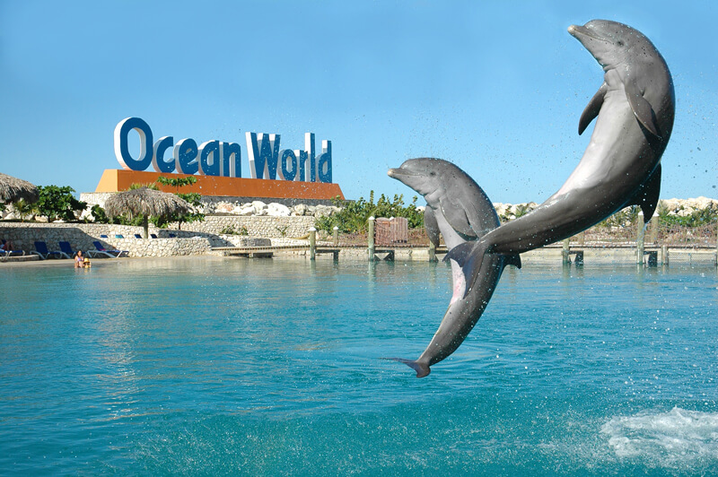 Dolphin Lagoon Show