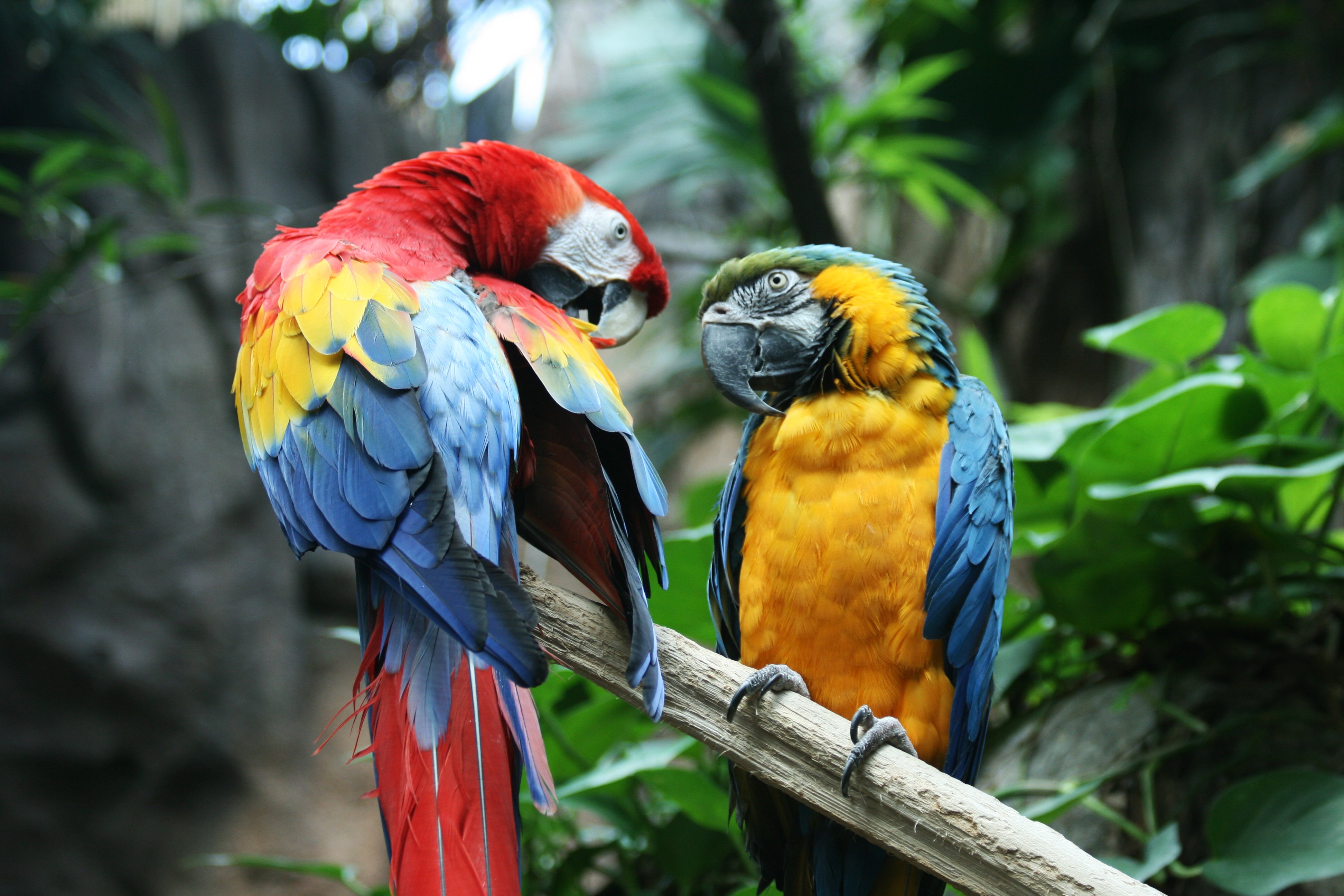 Rainforest Walk and Tropical Bird Exhibit