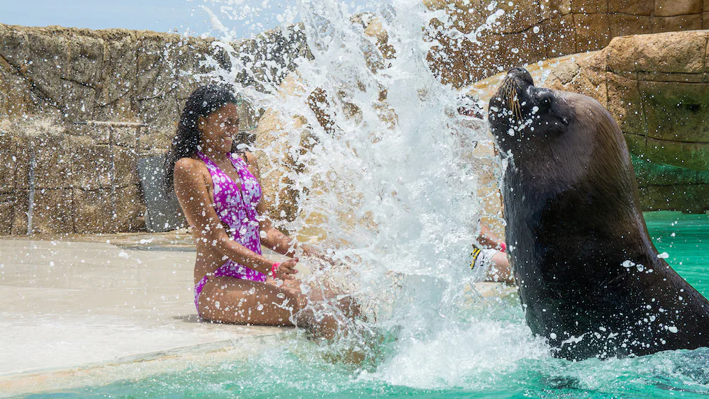 Sea Lion Encounter