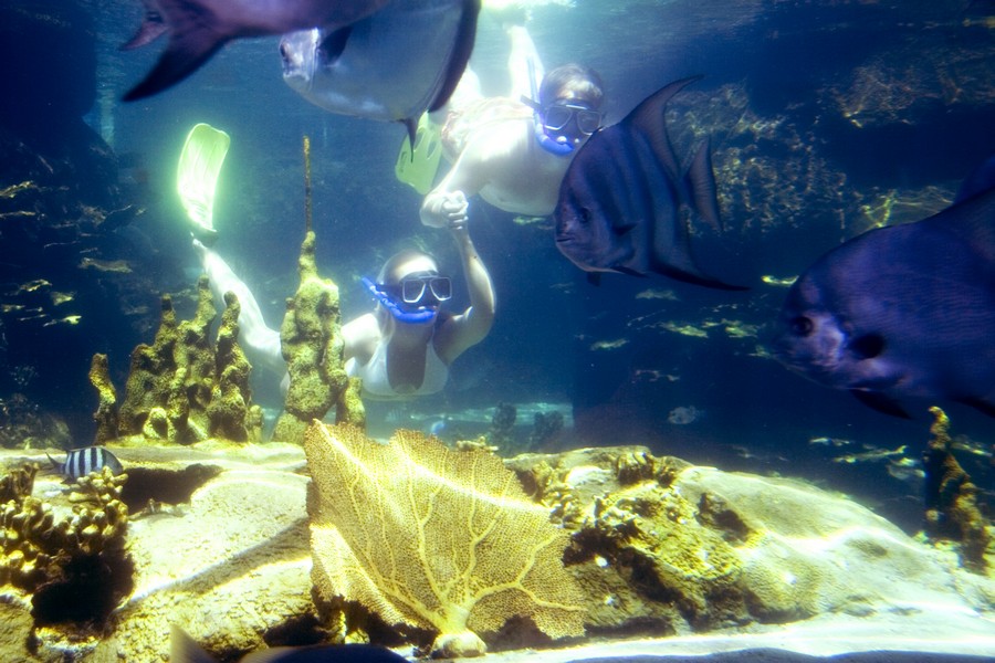 Tropical Reef Aquarium Snorkeling