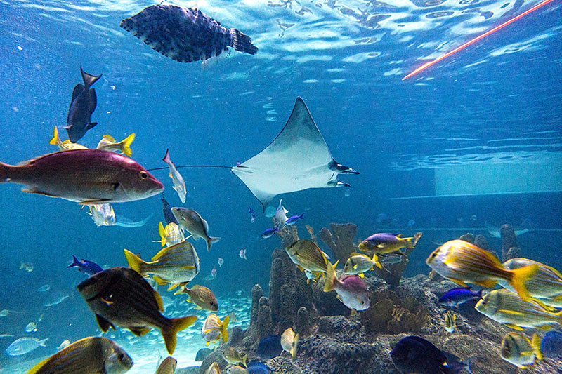 Tropical Reef Aquarium