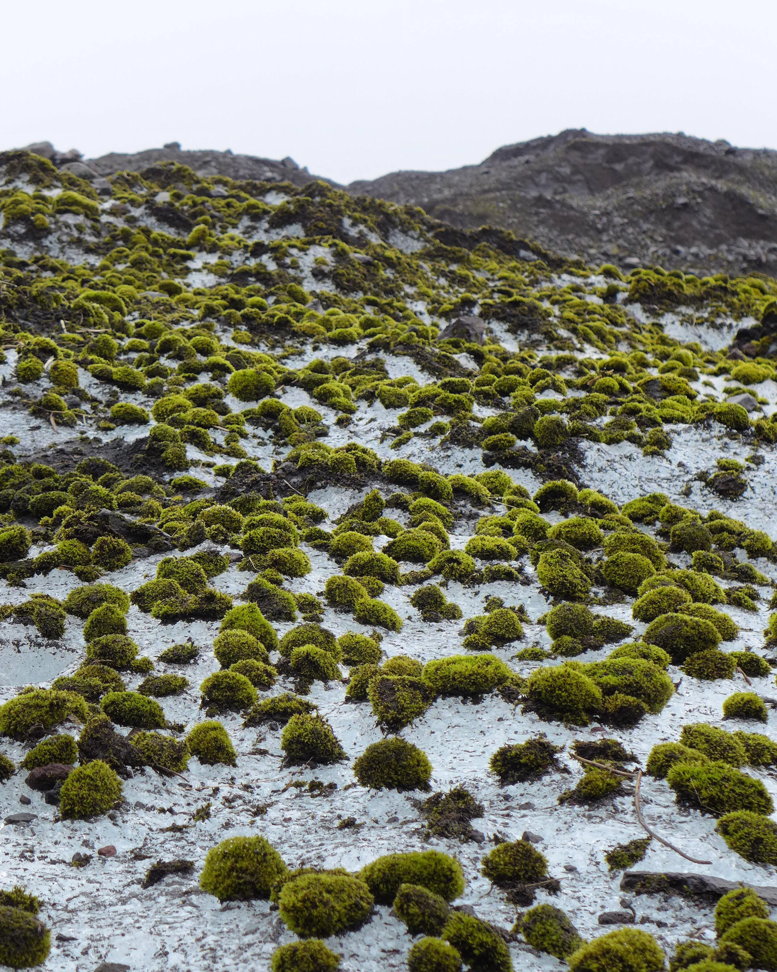 Glacier Mice Colonies