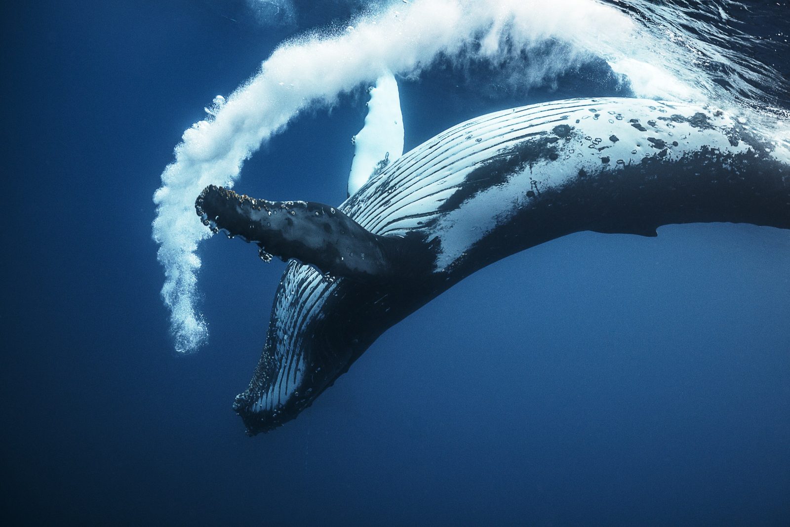Humpback Whale Pods