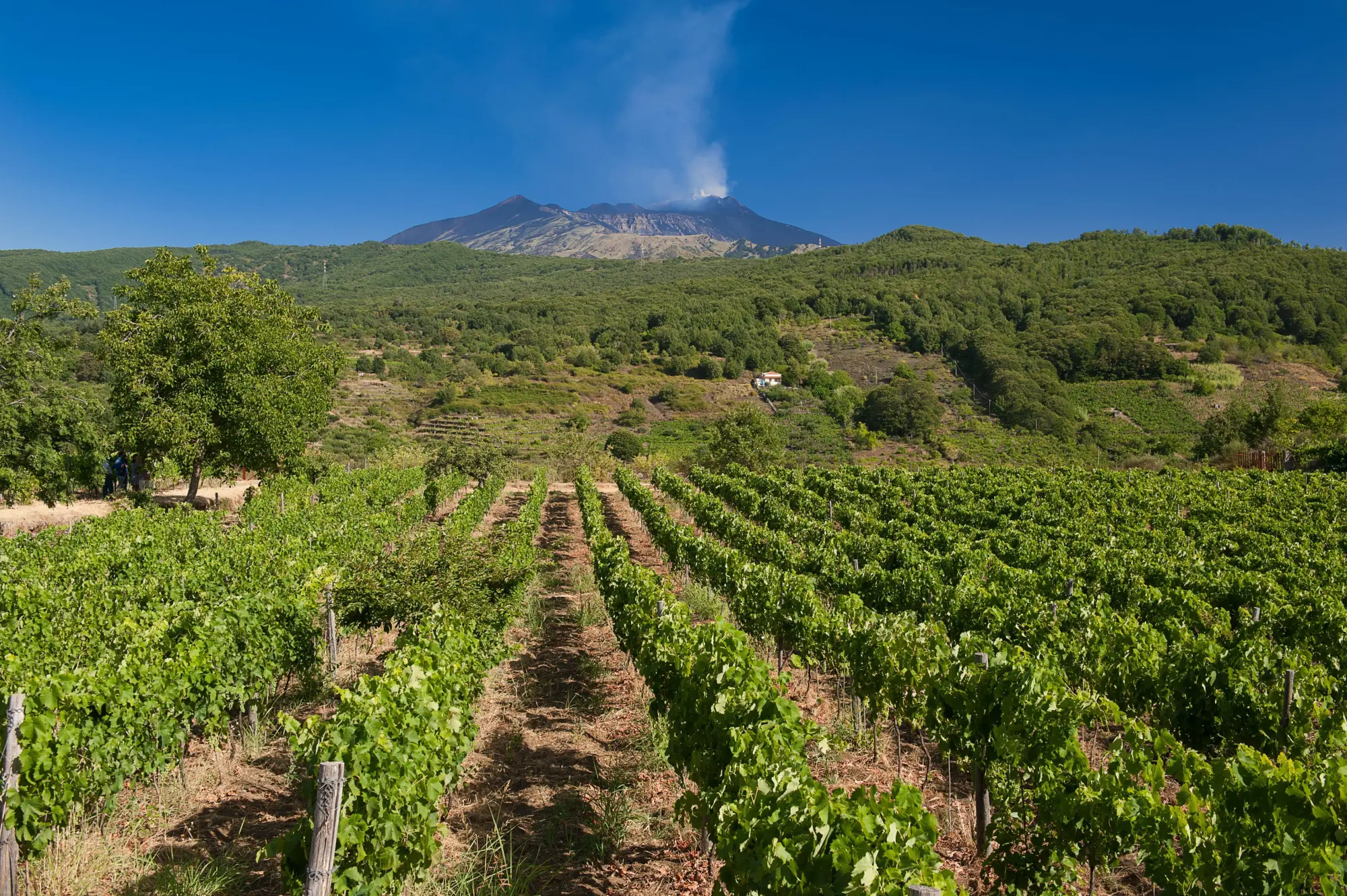 Regional Vineyards