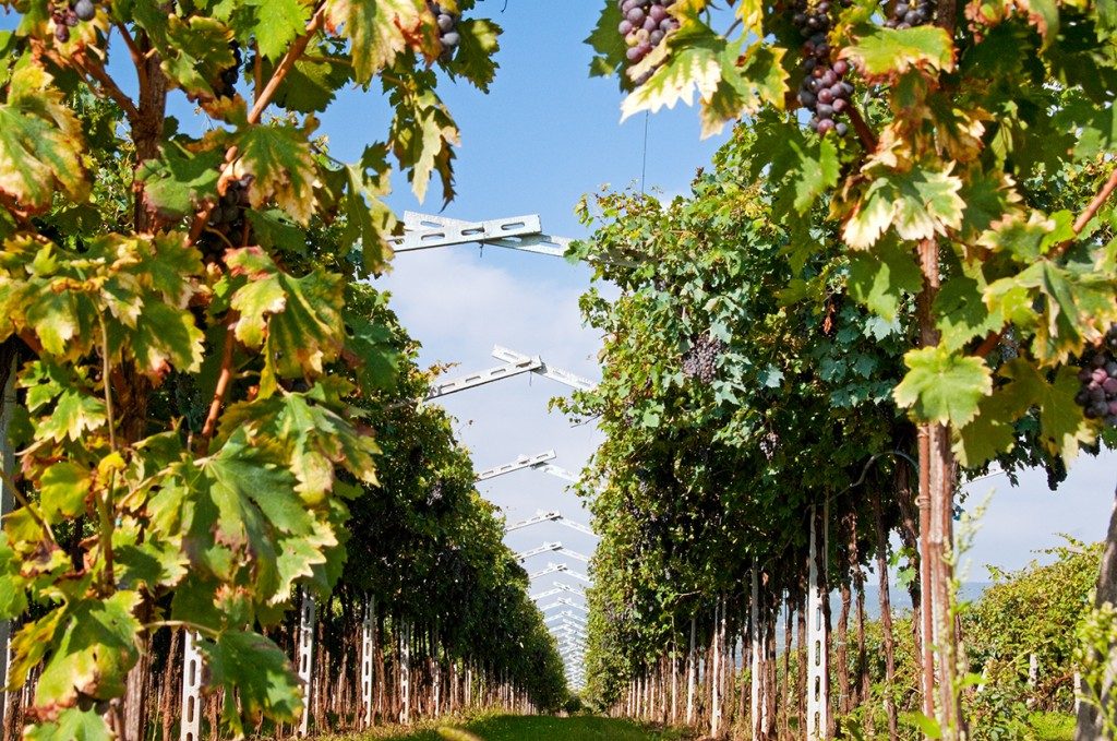 San Pietro in Cariano Vine Rows