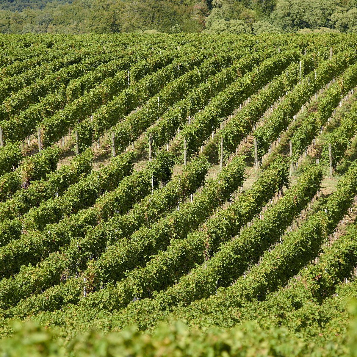 Negrar Valley Corridor