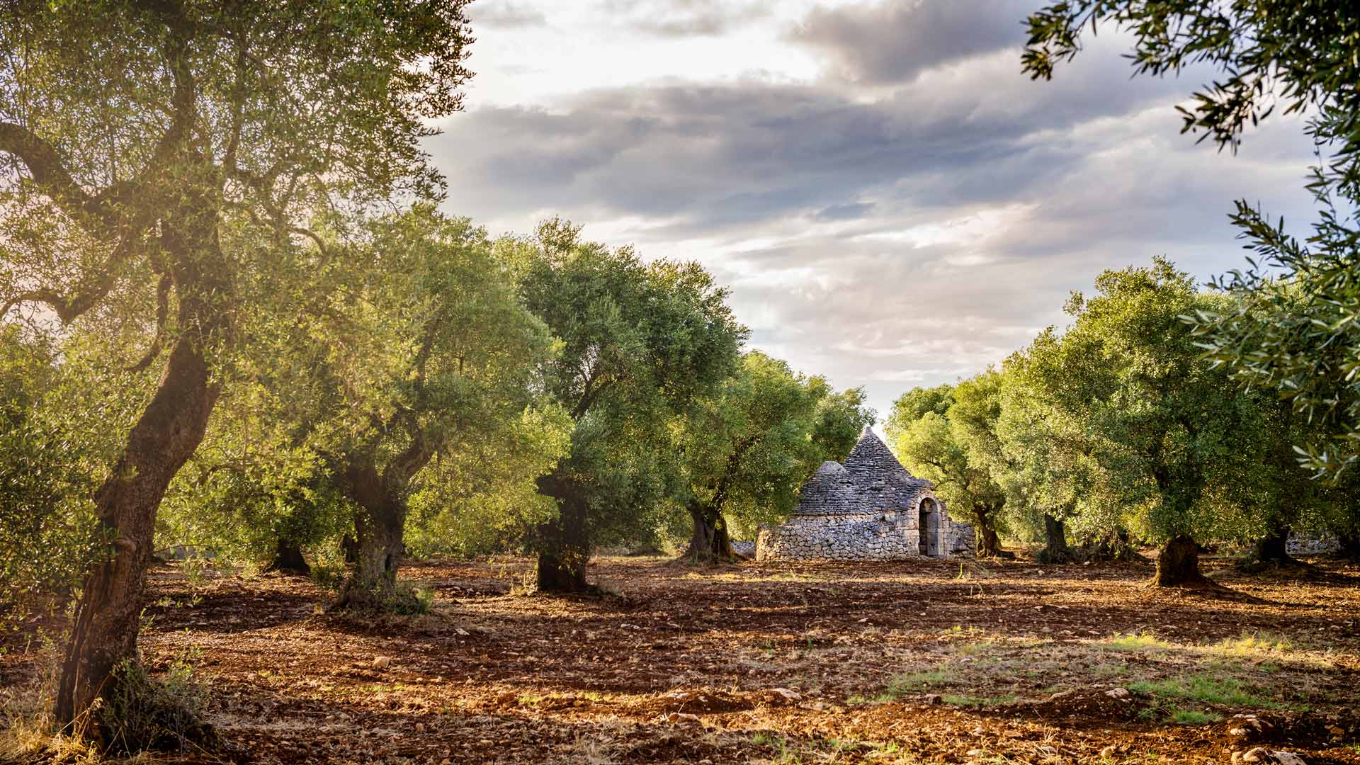 Ancient Olive Grove