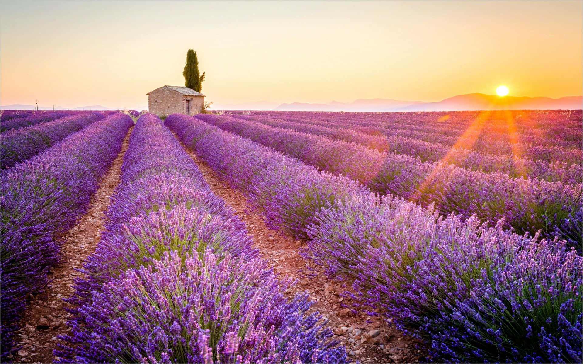 Lavender Fields