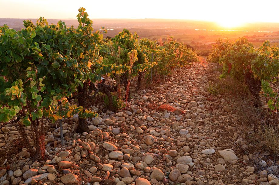 Vineyard Trails