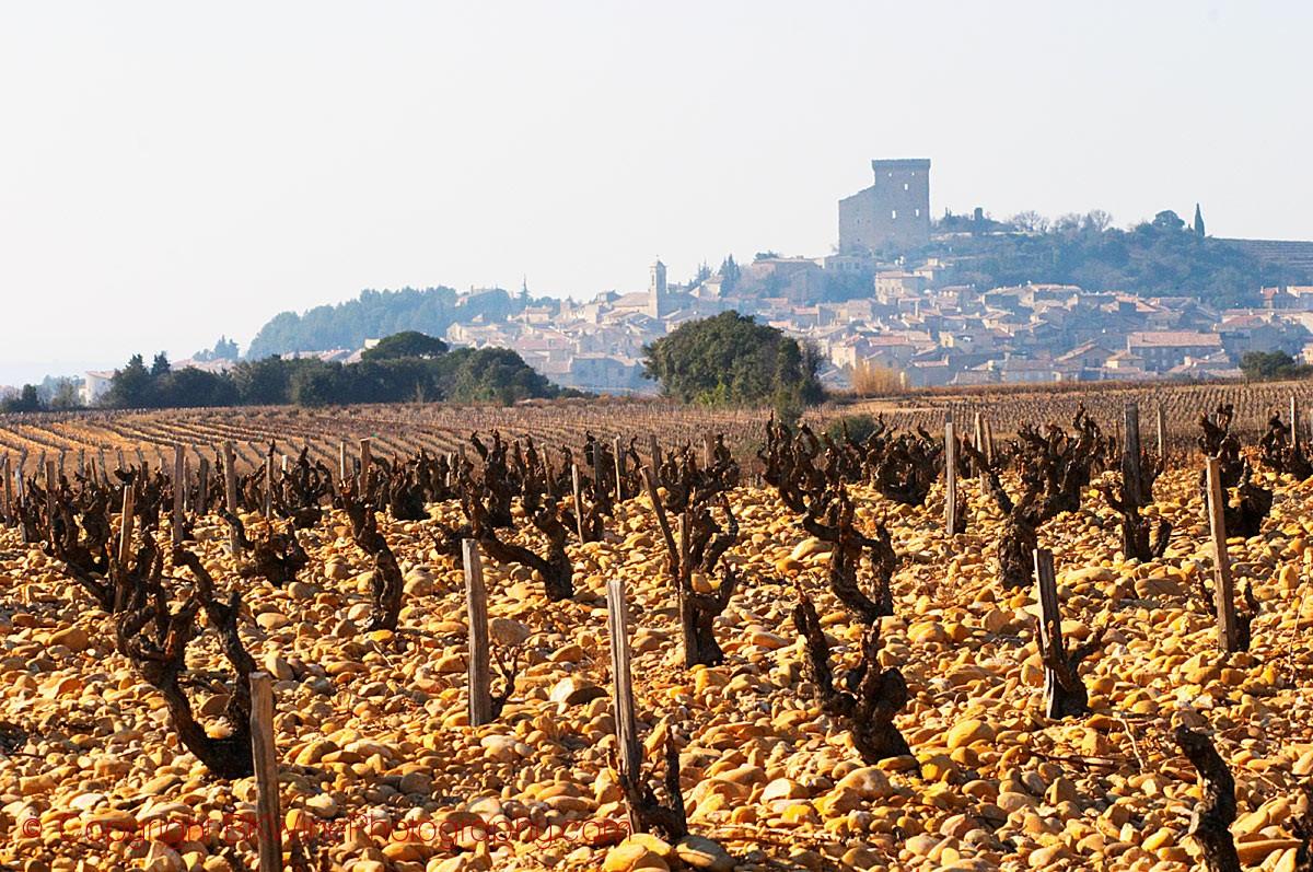 Vineyard Rows near Avenue Saint-Pierre