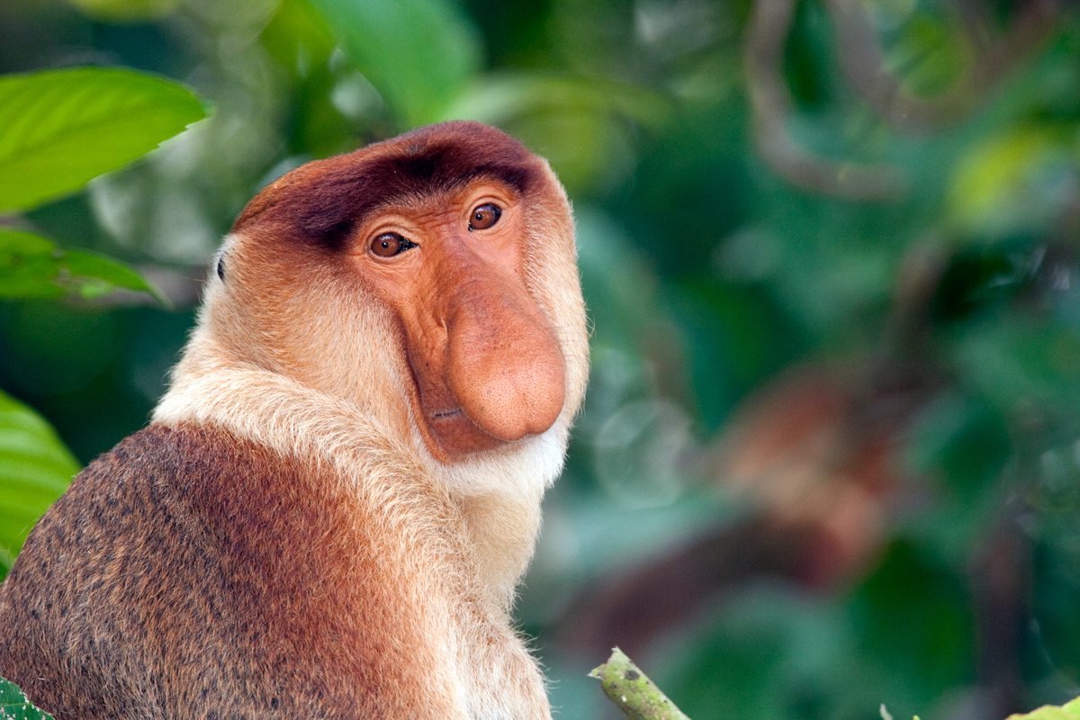 Kinabatangan River Cruise Day Trip