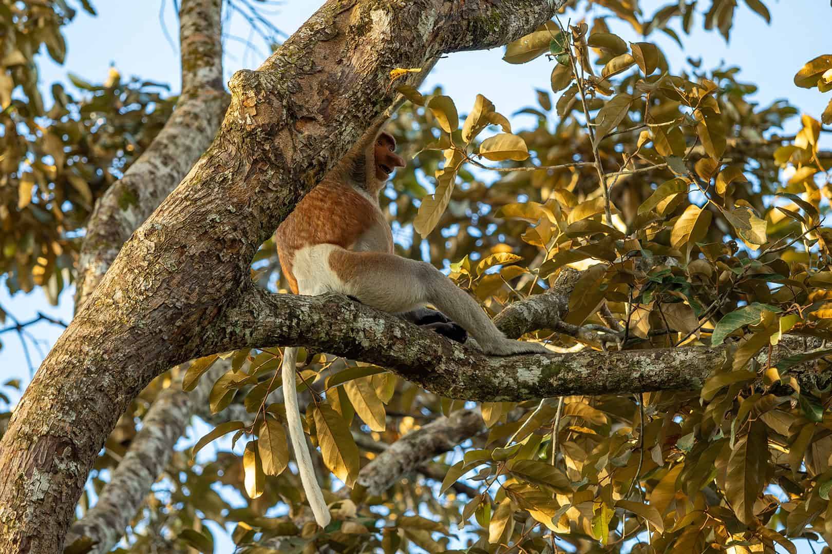 Kinabatangan River Cruise 3d2n