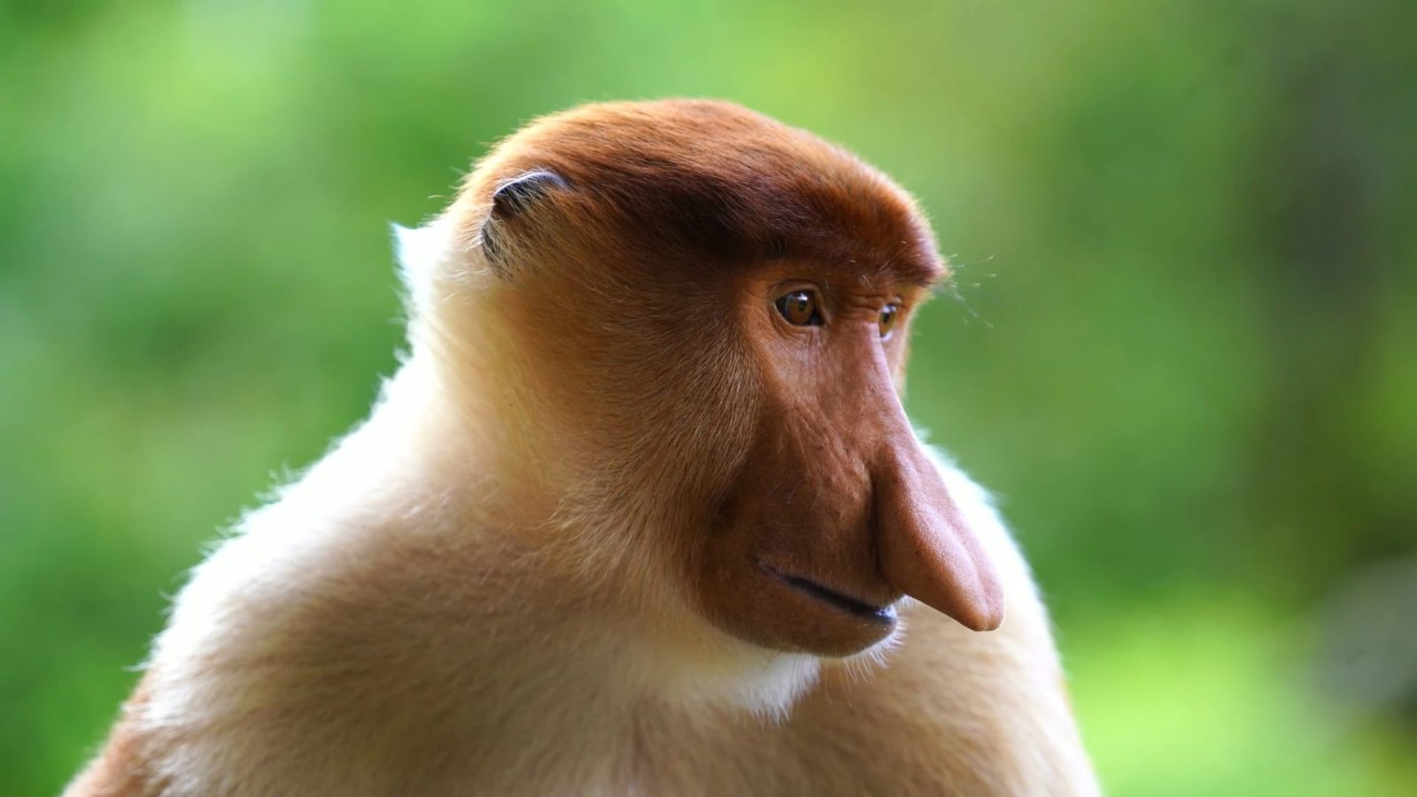 Private Kinabatangan River Cruise