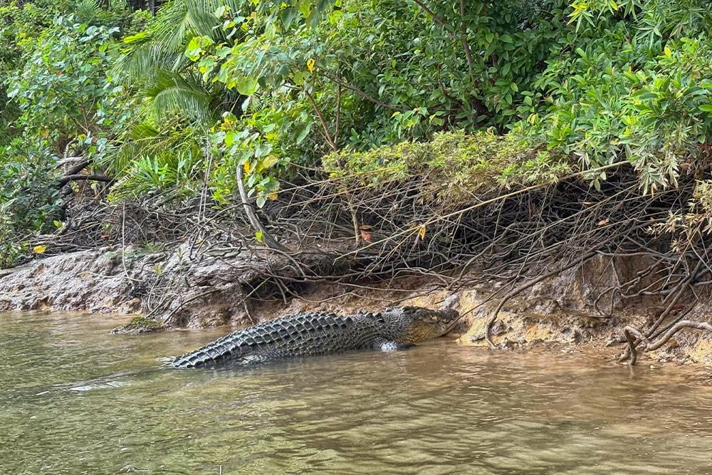 Estuarine Crocodiles