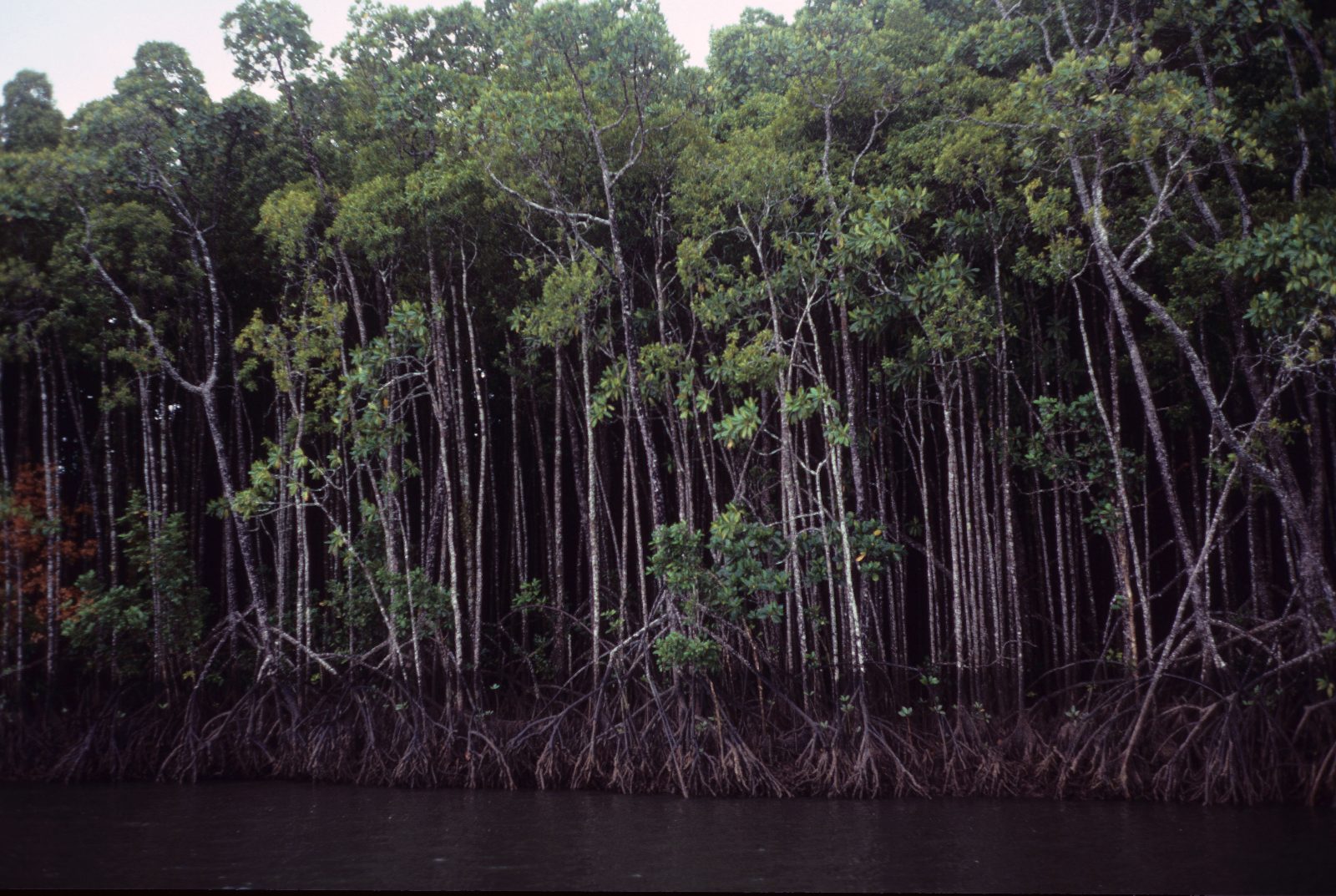 Mangrove Ecosystems